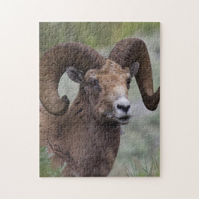 Rocky Mountain Bighorn Sheep Ram Jigsaw Puzzle (Vertical)