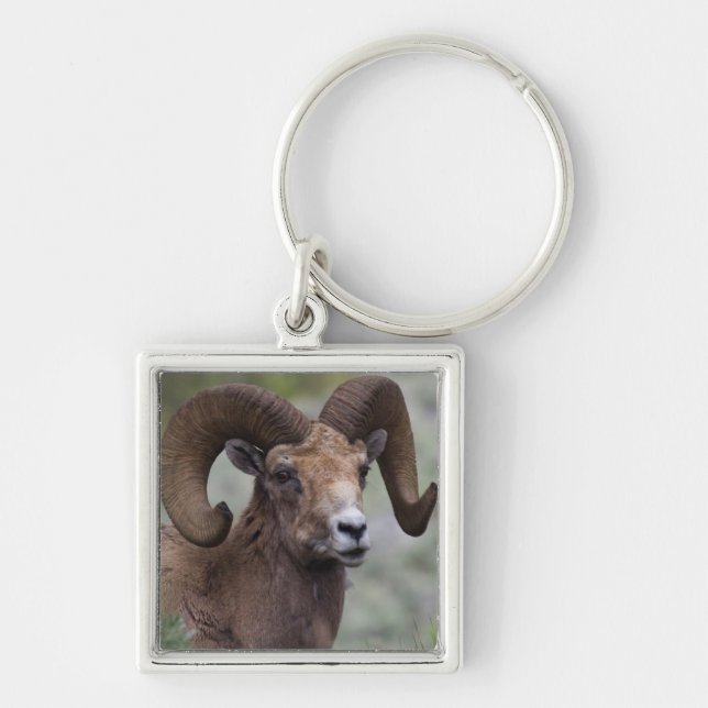 Rocky Mountain Bighorn Sheep Ram Key Ring (Front)