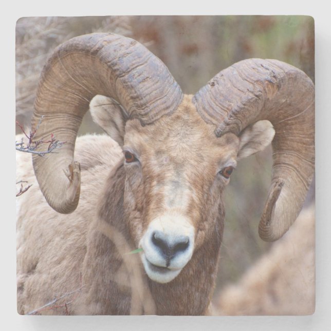 Rocky Mountain Bighorn Sheep Stone Coaster (Front)