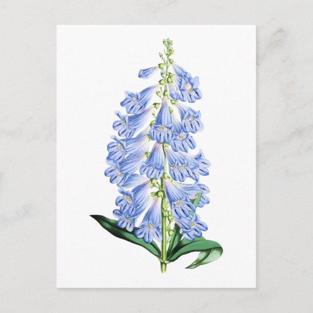 Rocky Mountain Blue Vintage Botanical Postcard (Front)