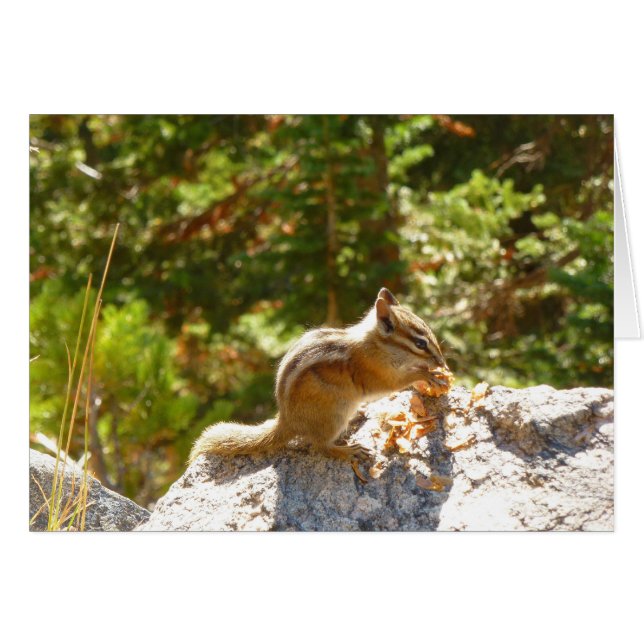 Rocky Mountain Chipmunk (Front Horizontal)