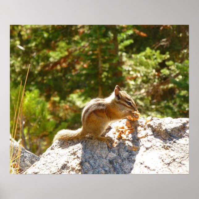 Rocky Mountain Chipmunk Poster (Front)