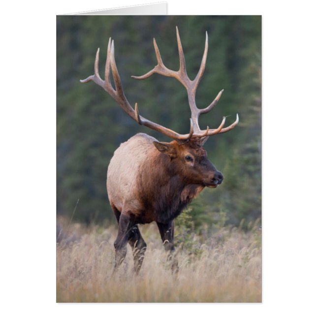 Rocky Mountain Elk (Front)