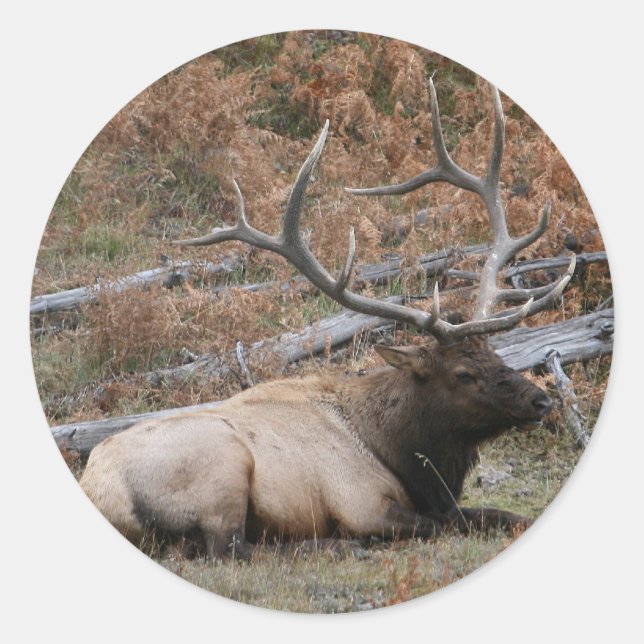 Rocky Mountain Elk Classic Round Sticker (Front)