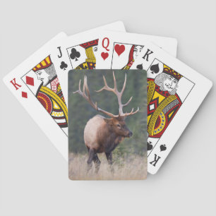 Rocky Mountain Elk Playing Cards