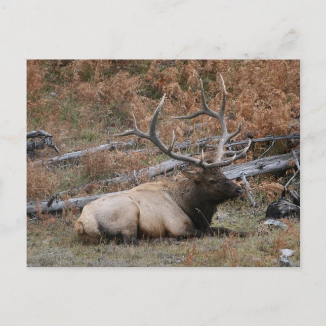 Rocky Mountain Elk Postcard (Front)