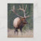 Rocky Mountain Elk