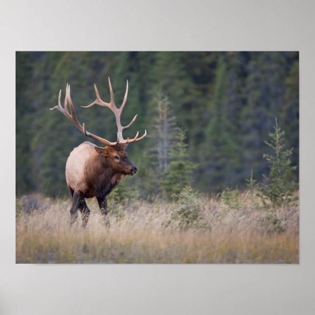 Rocky Mountain Elk Poster (Front)
