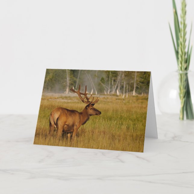 Rocky Mountain Elk | Yellowstone National Park Card (Front)