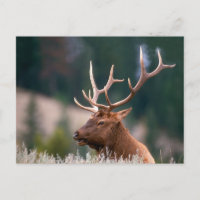Rocky Mountain Elk Yellowstone National Park
