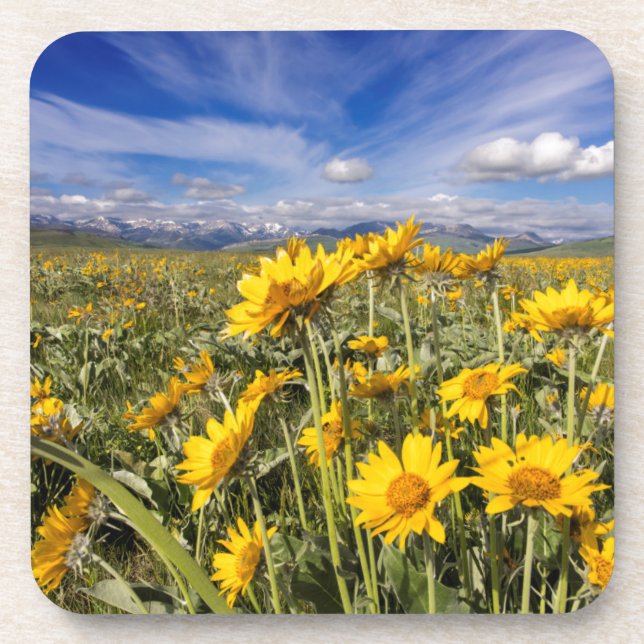 Rocky Mountain Front Range Coaster (Front)