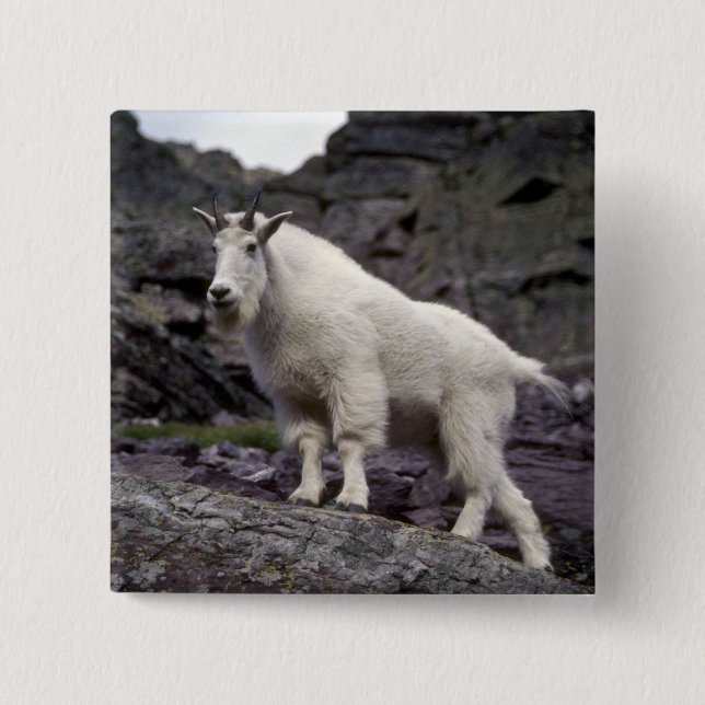 Rocky mountain goat 15 cm square badge (Front)