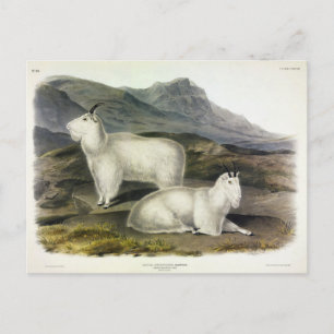 Rocky Mountain Goat (Capra Americana by Audubon Postcard