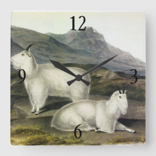 Rocky Mountain Goat (Capra Americana by Audubon Square Wall Clock