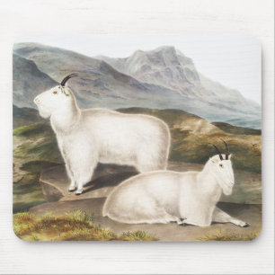 Rocky Mountain Goat (Capra Americana) Illustration Mouse Pad