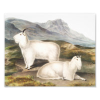 Rocky Mountain Goat (Capra Americana) Illustration
