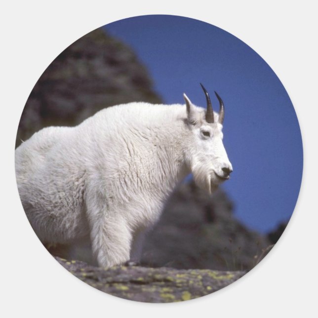 Rocky mountain goat (Large male) Classic Round Sticker (Front)