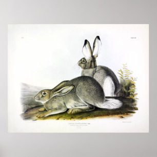 Rocky Mountain Hare or White-tailed Jackrabbit Poster