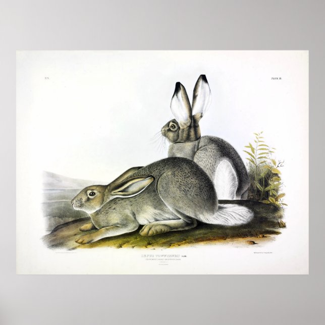 Rocky Mountain Hare or White-tailed Jackrabbit Poster (Front)