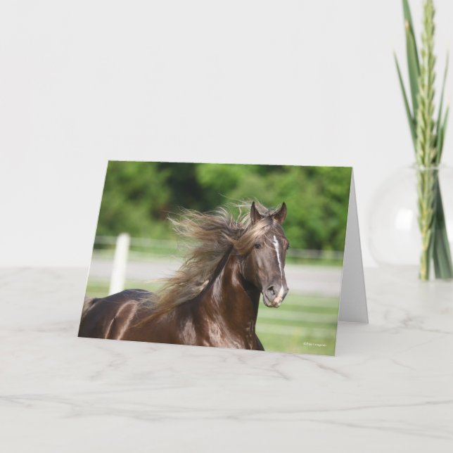 Rocky Mountain Horse Stallion Headshot Card (Front)