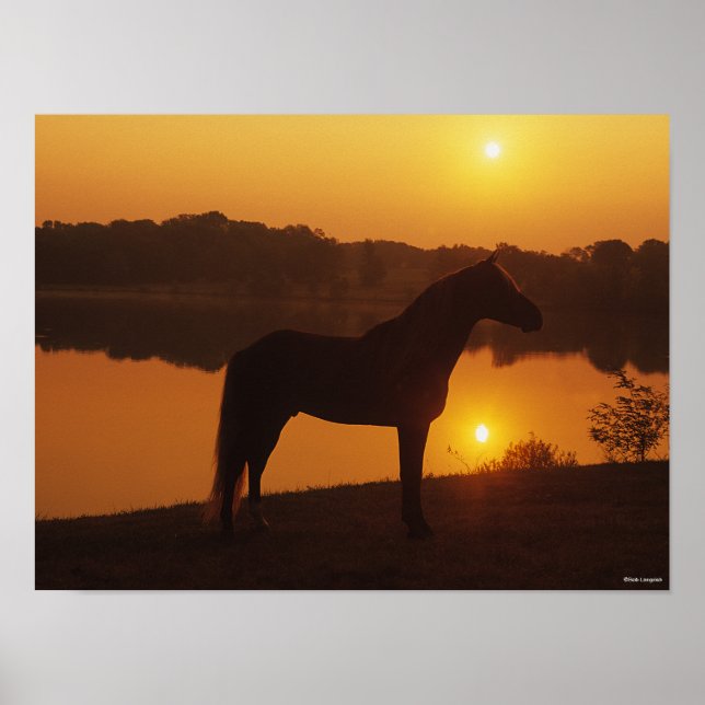 Rocky Mountain Horse Standing In Sunset Poster (Front)