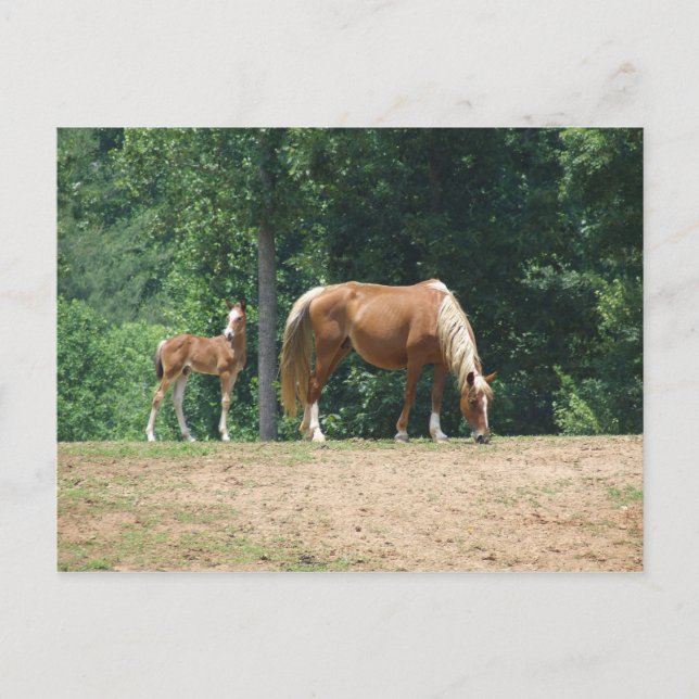 Rocky Mountain mare and colt Postcard (Front)