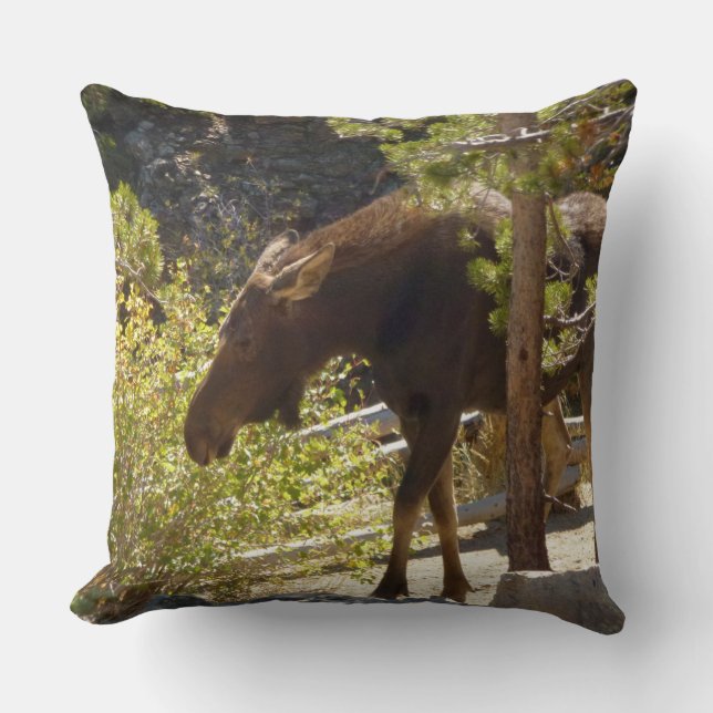 Rocky Mountain Moose Nature Photography Cushion (Front)