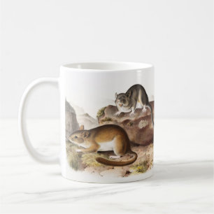Rocky Mountain Neotoma Mouse (Neotoma Drummondii) Coffee Mug
