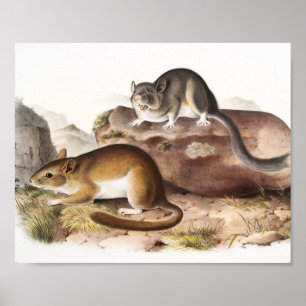 Rocky Mountain Neotoma Mouse (Neotoma Drummondii) Poster