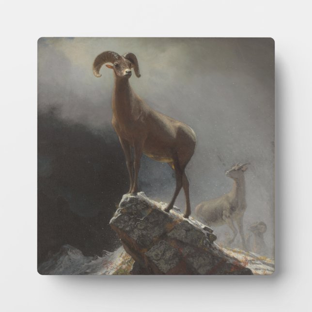 Rocky Mountain Sheep or Big Horn, Ovis, Montana, c Plaque (Front)
