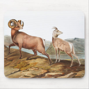 Rocky Mountain Sheep (Ovis montana) Illustration Mouse Pad