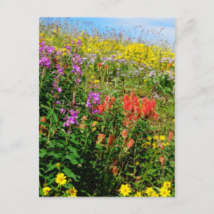 Rocky Mountain Wildflowers Postcard