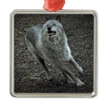 Rocky Mountain Wolf