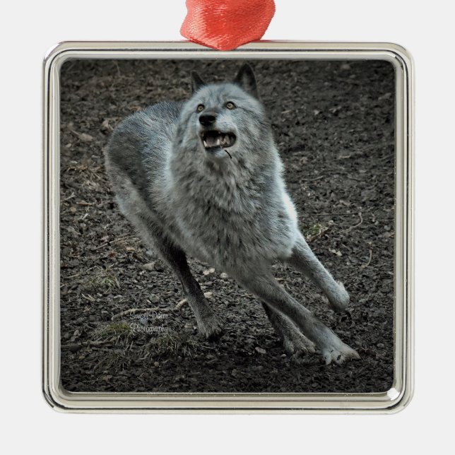 Rocky Mountain Wolf Metal Ornament (Front)