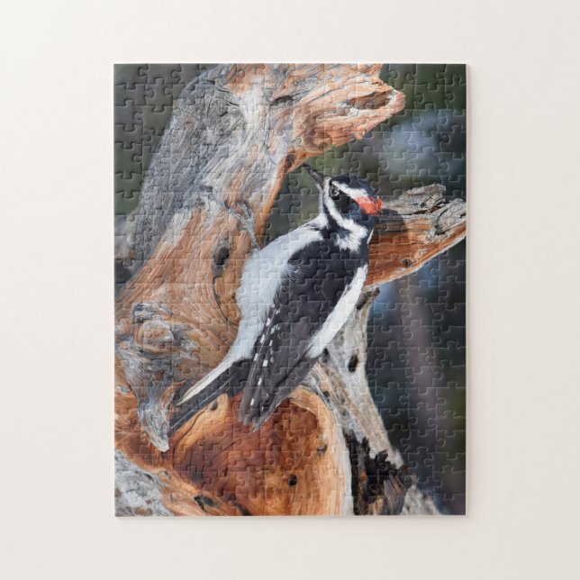 Rocky Mountain Woodpecker - RMNP - 11x14 - 252 pc Jigsaw Puzzle (Vertical)