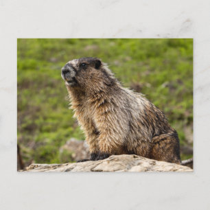 Rocky Mountains Murmeltier Postcard
