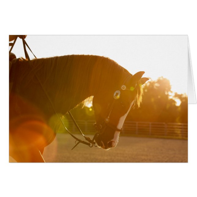 Rocky reining in sunbeams (Front Horizontal)