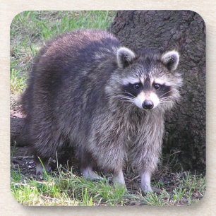 Rocky the Racoon Coaster
