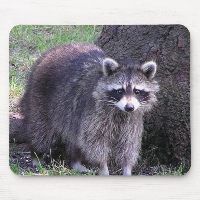 Rocky the Racoon Mouse Pad (Front)