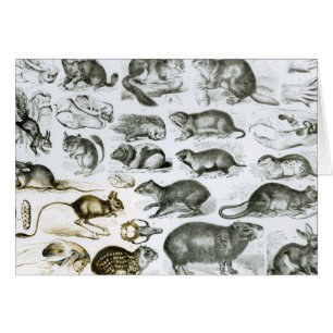 Rodentia-Rodents or Gnawing Animals