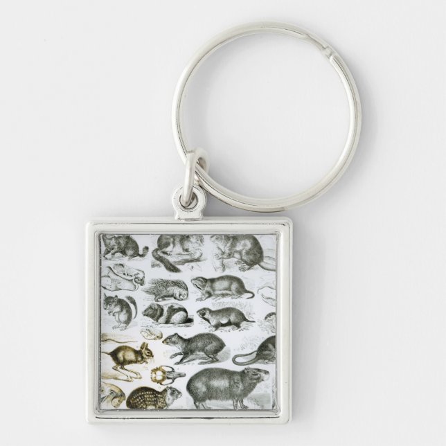Rodentia-Rodents or Gnawing Animals Key Ring (Front)