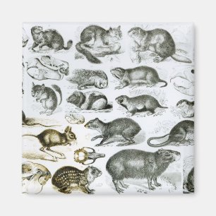Rodentia-Rodents or Gnawing Animals Magnet