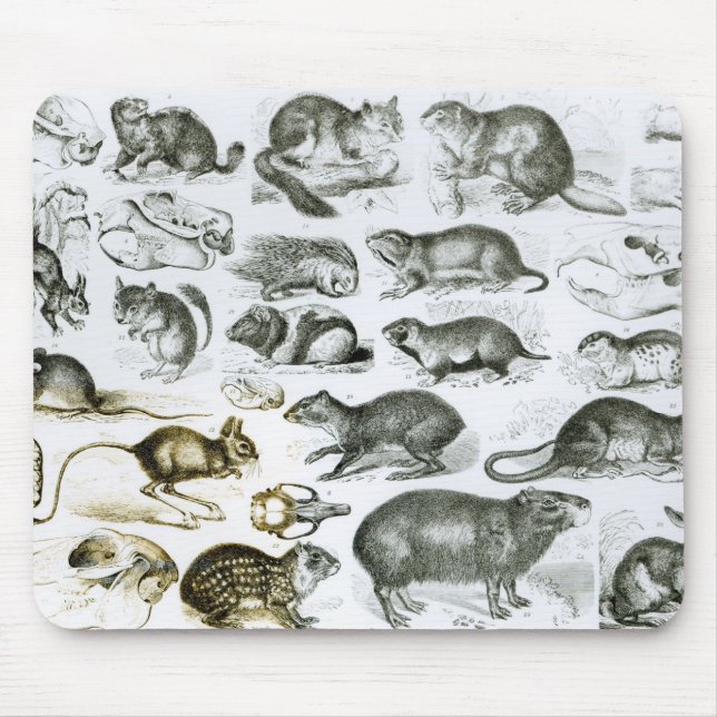 Rodentia-Rodents or Gnawing Animals Mouse Pad (Front)