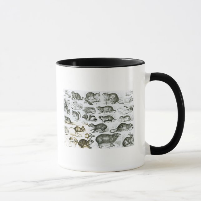 Rodentia-Rodents or Gnawing Animals Mug (Right)