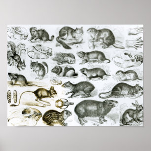 Rodentia-Rodents or Gnawing Animals Poster