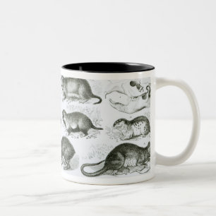 Rodentia-Rodents or Gnawing Animals Two-Tone Coffee Mug