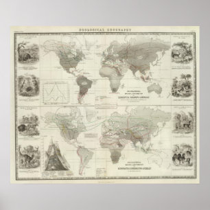 Rodentia, Ruminantia Poster