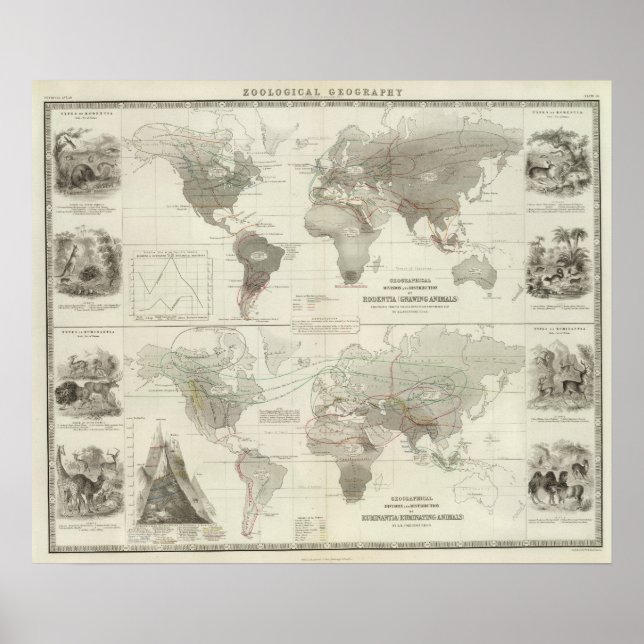 Rodentia, Ruminantia Poster (Front)