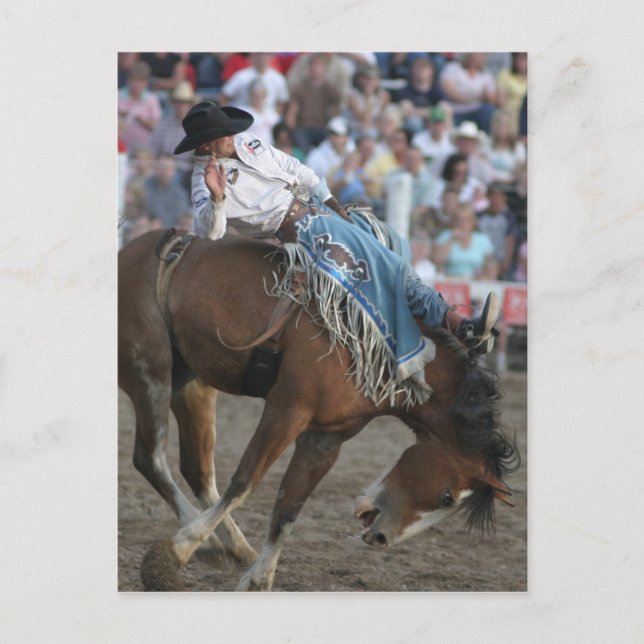 Rodeo Bucking Bronco Postcard (Front)