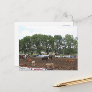 Rodeo Horses and Bulls Postcard